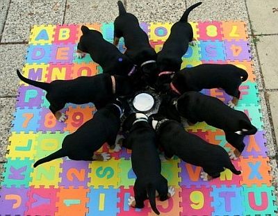 Basisausbildung / Welpen