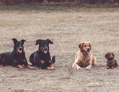 Begleithunde - Gruppenarbeit